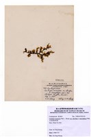 藏品(大型總狀蕨藻)的圖片